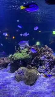 凛央の画像
