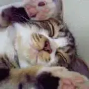 H☆Y【プロフ必読】の画像