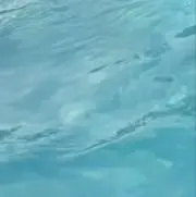 たいの画像