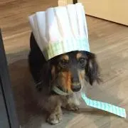 ノチェロ