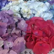 くくる【購入前に在庫確認コメント必須】の画像