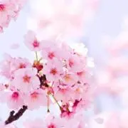 sakiの画像