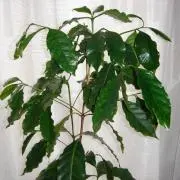 coffee_tree