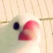 ぶるうたす(断捨離中)の画像
