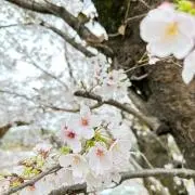 elleの画像