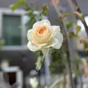 Sakuraの画像