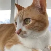 jtekマレーくまの画像