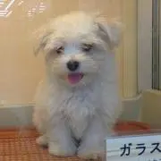 ohanaの画像