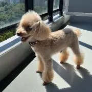 yの画像