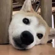 スポックの画像
