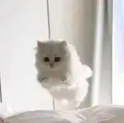 neko