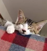 みどりいろ