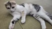ひしたの画像