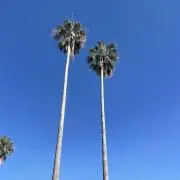 conの画像