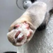 CIAOの画像
