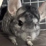 CHUNTAの画像