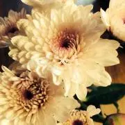 はな❁︎