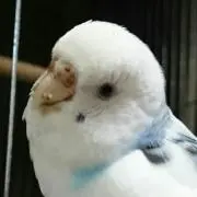 インコ大好き☆