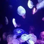 彩の画像