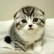 りんりん