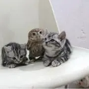 ふじこ