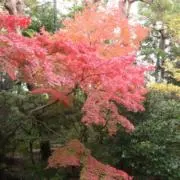 sunzの画像