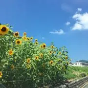 みく