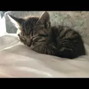 白いお砂糖の画像