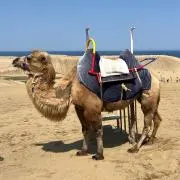 こばの画像