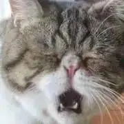 わんこの画像