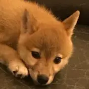 むら