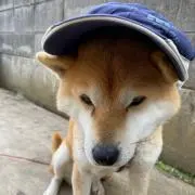 わんわんの画像
