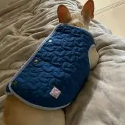 たけの画像