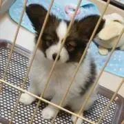 まやとんの画像