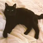 チビ黒ネコ