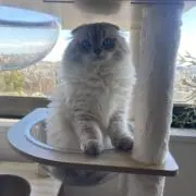 モニカの画像