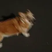 いのいしの画像