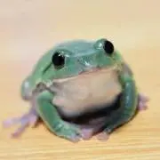 カエルさん