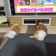 イチの画像