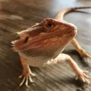 なおなおみ