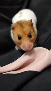 ミルクの画像