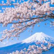 花の画像
