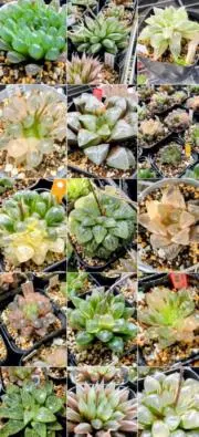 蒲plantsの画像
