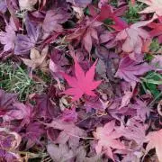 uforの画像