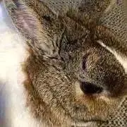 くんしの画像