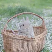 うさぎの画像