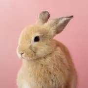 ハッピーの画像