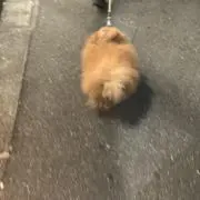 マントヒヒの画像