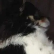 アクセル