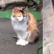 髭坊主
